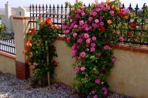 Сад вашей мечты: Когда сажать вьющиеся розы?