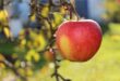 Яблочная диета — на Дом и Семья
