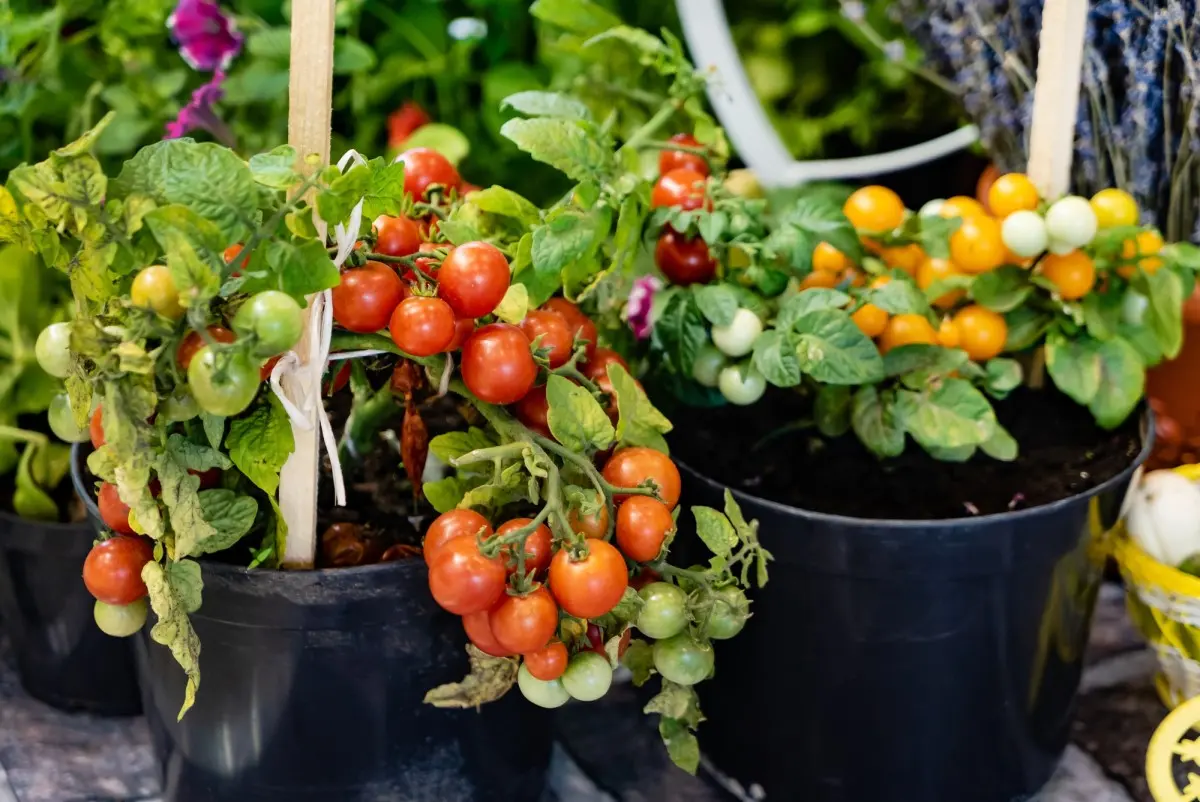 Мобильный огород: выращивание томатов и перца в горшках